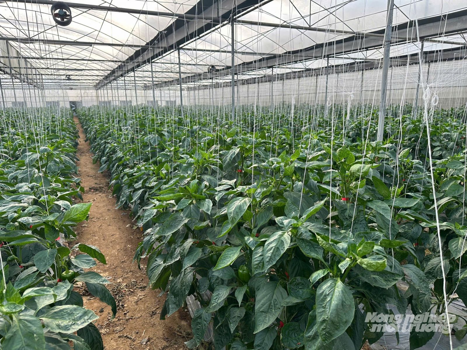 Nhà kính trồng ớt chuông của anh Cường và anh Khả. Ảnh: Hải Tiến. Nhà kính trồng ớt chuông của anh Cường và anh Khả. Ảnh: Hải Tiến.