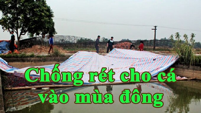 phong-chong-ret-dich-benh-cho-thuy-san-1742_20221207_408.jpg g
