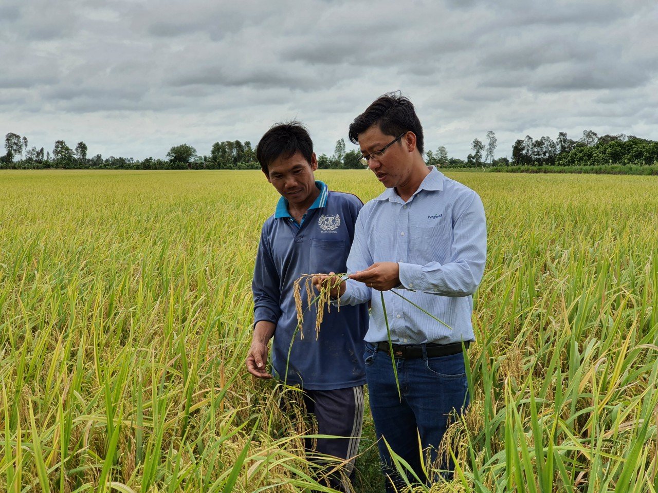 photo-2_nhan-vien-syngenta-huong-dan-nong-dan-canh-tac--mo-hinh-trinh-dien-hieu-qua-kiem-soat-du-luong-trong-canh-tac-lua-do-syngenta-va-olam-thuc-hien-tai-an-giang-100237_867.jpg Nhân viên Syngenta hướng dẫn nông dân canh tác - Mô hình trình diễn hiệu quả kiểm soát dư lượng trong canh tác lúa do Syngenta và Olam thực hiện tại An Giang.