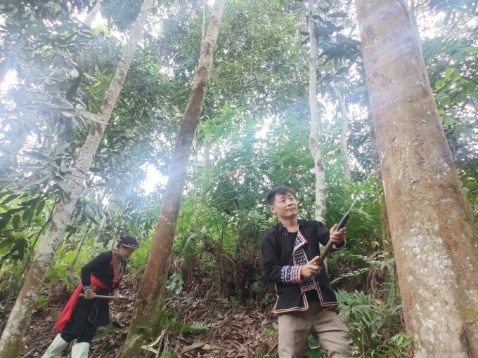 phu-nu-tu-tin-lam-giau-tu-cay-que-1710_20220609_249-174556.jpeg Việc xây dựng các vùng quế hữu cơ còn gặp khó khăn do nguy cơ phơi nhiễm thuốc BVTV tại các vùng xung quanh. Ảnh: Lưu Hòa.