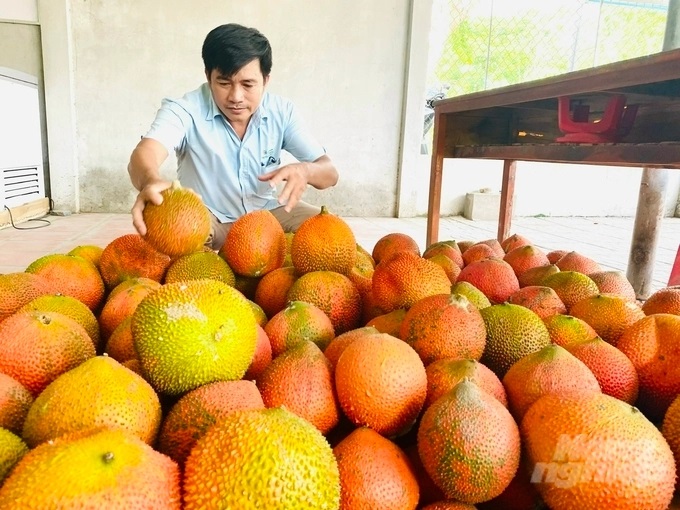 anh-3-143156_620.jpg Trồng gấc cho thu nhập trên 250 triệu đồng/ha/năm. Ảnh: Lê Hoàng Vũ.