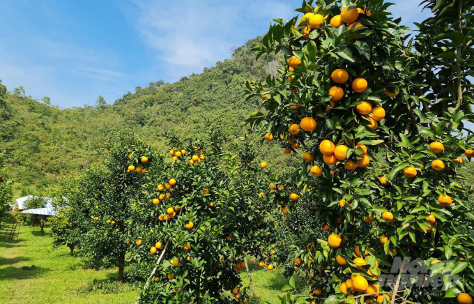 Cây quýt bản địa được trồng nhiều tại huyện Trùng Khánh, tỉnh Cao Bằng