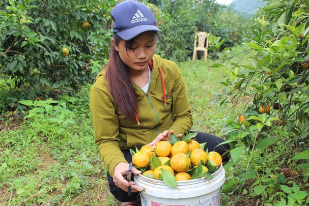 Chưa năm nào, người trồng quýt ở Nghệ An buồn như năm nay. Ảnh: DTT