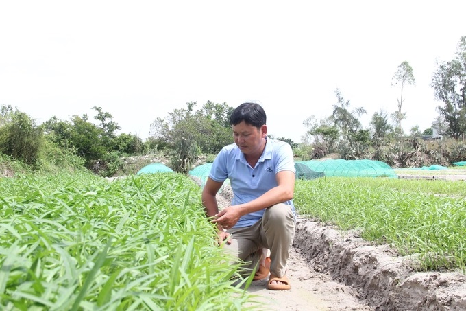 2-151608_822.jpg Anh Trương Ký Thành, Giám đốc Hợp tác xã nông nghiệp Bình Triều cho biết, rau được trồng ở đây đều đảm bảo an toàn, không hề sử dụng thuốc bảo vệ thực vật, đạt tiêu chuẩn VietGAP. Ảnh: L.K.