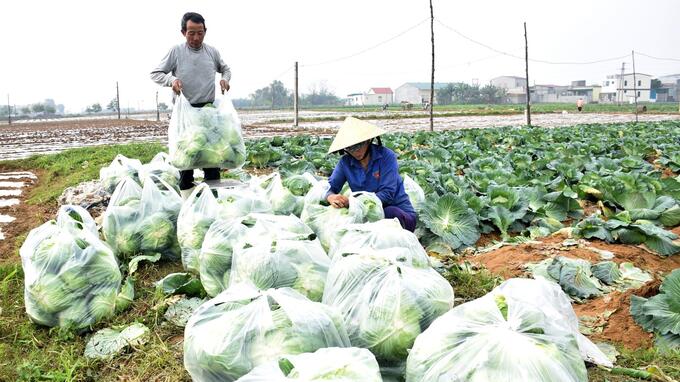 Rau, củ, quả các loại vẫn còn tiềm năng, dư địa rất lớn trong vụ đông của Nghệ An.