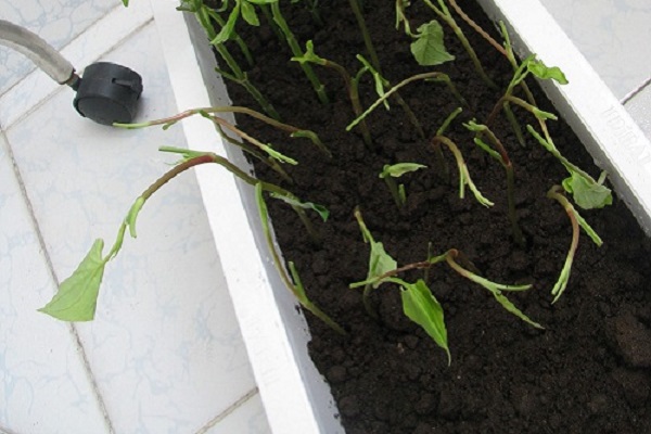 Trồng thứ rau tanh tanh trong chậu như trồng cây cảnh, ăn quanh năm, tốt cho sức khỏe, giải nhiệt mùa hè - Ảnh 3.