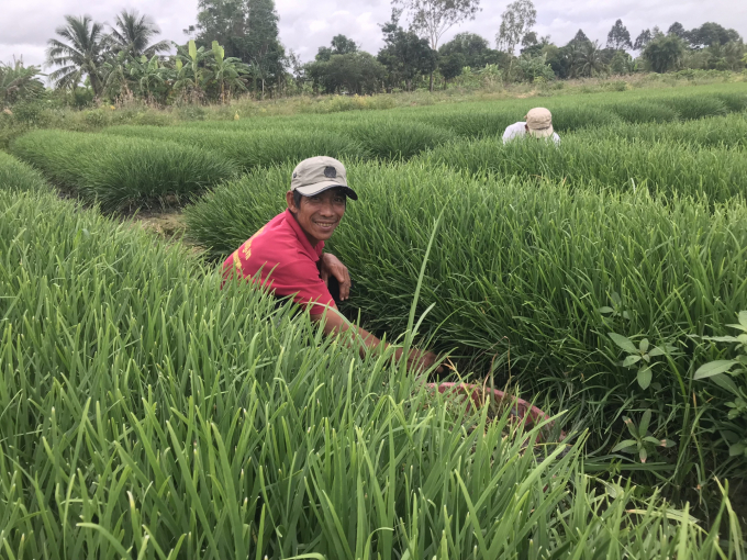 Sản xuất rau màu có nguy cơ cao tồn dư thuốc BVTV nếu không tuân thủ các quy trình sử dụng chặt chẽ. Ảnh: MĐ.