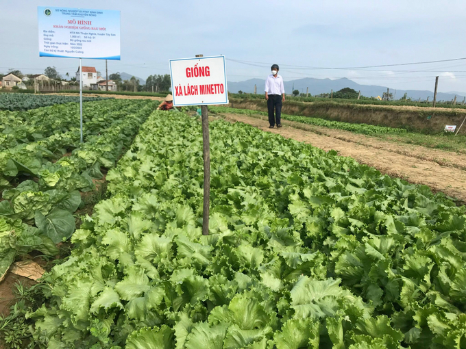 Mô hình khảo nghiệm giống rau mới xà lách Minetto tại vùng rau Thuận Nghĩa (huyện Tây Sơn, Bình Định). Ảnh: V.Đ.T.
