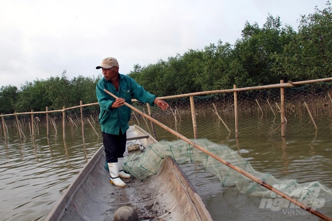 Hàng trăm hộ dân cù lao Bắc Phước có sinh kế bền vững từ rừng ngập mặn. Ảnh: Võ Dũng.