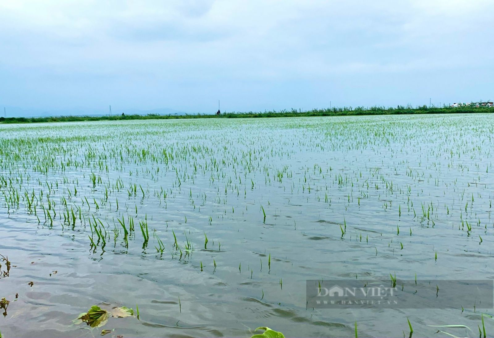 Quảng Bình: Nông dân hối hả nhổ khoai lang non mang về nhà, bất lực nhìn lúa cá mất trắng - Ảnh 7. Quảng Bình: Nông dân hối hả nhổ khoai lang non mang về nhà, bất lực nhìn lúa cá mất trắng - Ảnh 7.