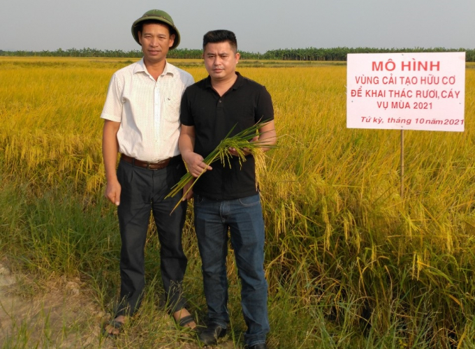 Mô hình 'vùng cải tạo hữu cơ để khai thác rươi, cáy trên ruộng lúa' giúp thu hoạch được cả 3 sản phẩm rươi, lúa, cáy. Ảnh: HTX.