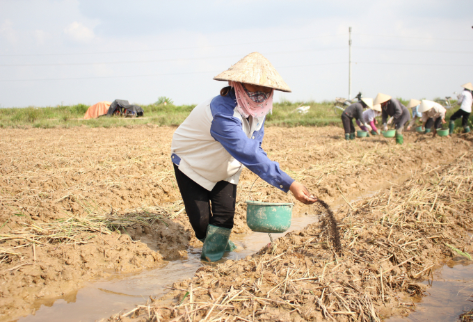 Nông dân Hà Nội hào hứng ra quân làm ngô sinh khối vụ đông. Ảnh: Phạm Hiếu.