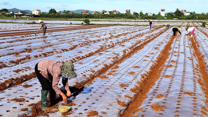 Một trong những nguyên tắc căn bản để vụ đông Nghệ An tránh rủi ro, đó là gieo trồng càng sớm càng tốt. Ảnh: