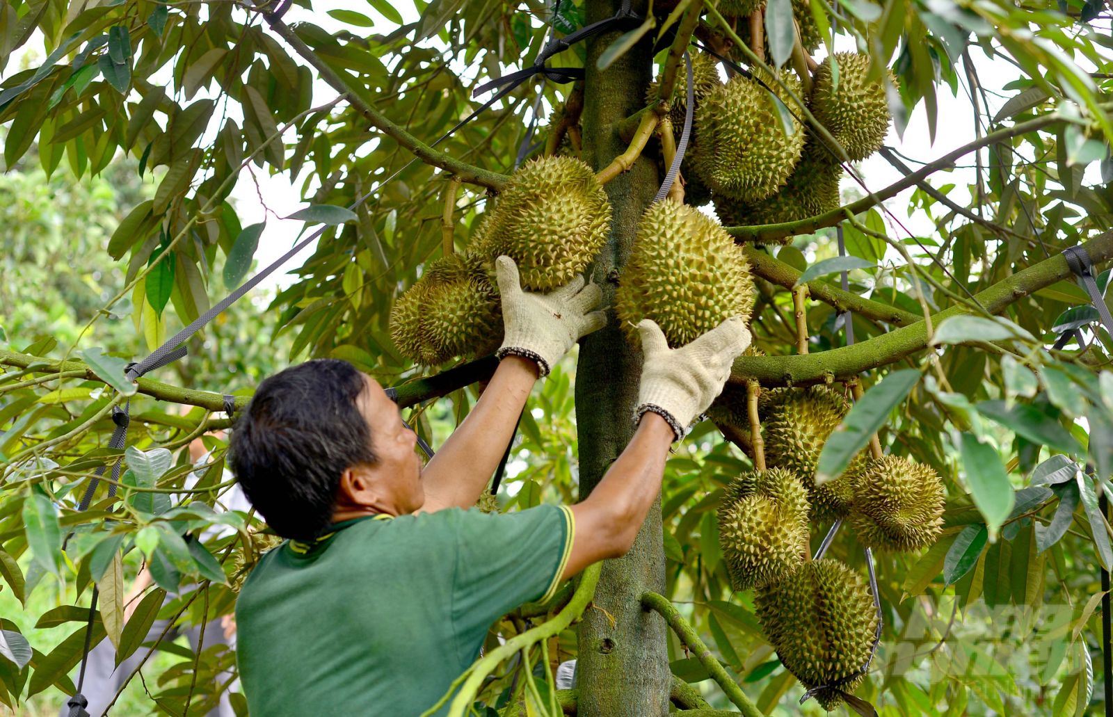 Huyện Đam Rông đang thực hiện chuyển đổi diện tích cây trồng kém hiệu quả qua sản xuất sầu riêng nhằm nâng cao giá trị sản xuất, tăng thu nhập cho người dân. Ảnh: Minh Hậu. 