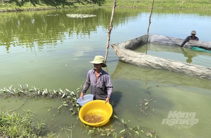 tha-nuoi-ca-chep-trong-ao-vuon-ruong-lua-anh-huu-duc-163221_276.jpg Thả nuôi cá chép trong ao vườn, ruộng lúa mùa nước nổi. Ảnh: Hữu Đức.