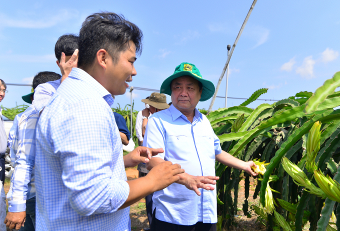 Bộ trưởng Bộ NN-PTNT Lê Minh Hoan thăm trang trại thanh long trồng bằng giàn ở huyện Hàm Thuận Nam, tỉnh Bình Thuận. Ảnh: LK.