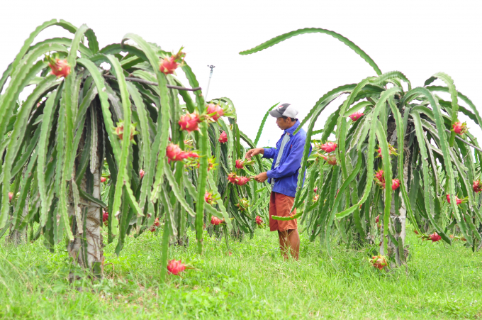 Vùng thanh long Bình Thuận đã áp dụng nhiều giải pháp canh tác theo hướng giảm phát thải, sản xuất 'xanh'. Ảnh: KS.