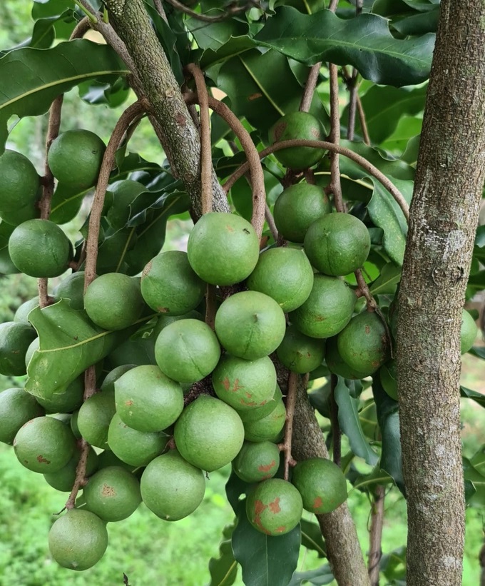Những cây mắc ca trồng xen cho năng suất rất cao. Ảnh: Sỹ Hồng.