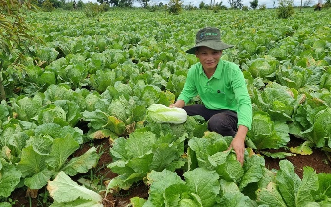 z3723858058971_0ad41e8895aee3472b3bc7ecc9fda9ca-0904_20220921_170.jpg Người dân tại xã Quảng Sơn bắt đầu chuyển từ sản xuất truyền thống sang hướng an toàn, sạch. Ảnh: Quang Yên.