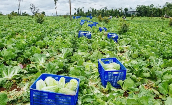 z3723858083428_7f63d5651969aac03e3d639199c16d6f-0903_20220921_776.jpg Cải thảo trồng theo tiêu chuẩn VietGAP được thành viên HTX Nông Nghiệp - Dược Liệu - Dịch vụ thương mại Thịnh Phát thu hoạch giao cho đối tác. Ảnh: Quang Yên.