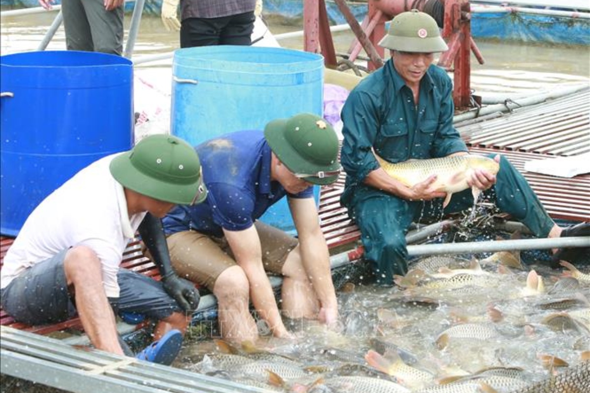 Thu hoạch cá lồng ở Bắc Ninh