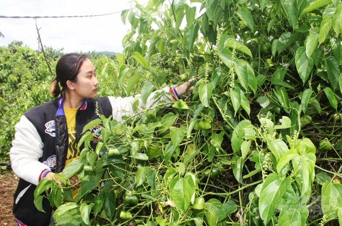 Cây sachi phù hợp với điều kiện khí hậu, thổ nhưỡng huyện Lâm Hà (Lâm Đồng) nên phát triển tốt. Ảnh: V.D.