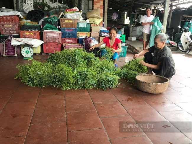 Thái Bình: Trồng loại cây ra thứ hoa quý, thu nhập trên 30 triệu/sào, nông dân ở đây mừng như trúng số. - Ảnh 4.