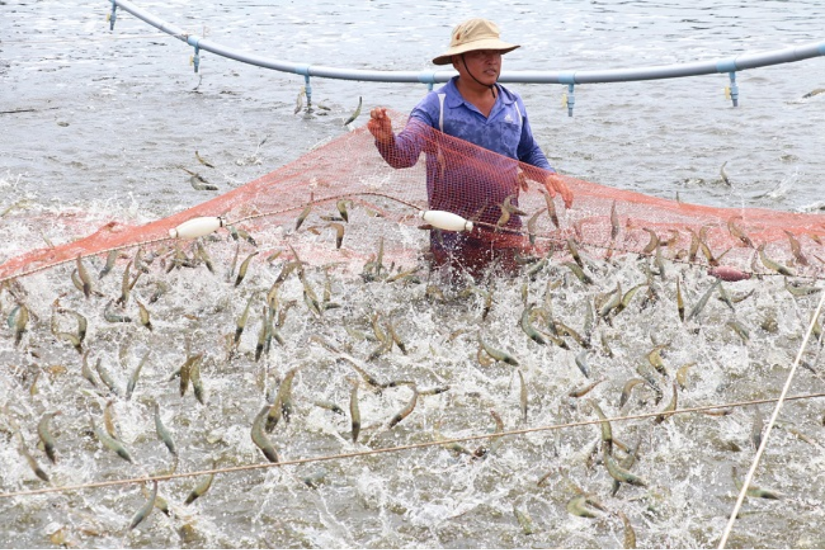 Người dân thu hoạch tôm