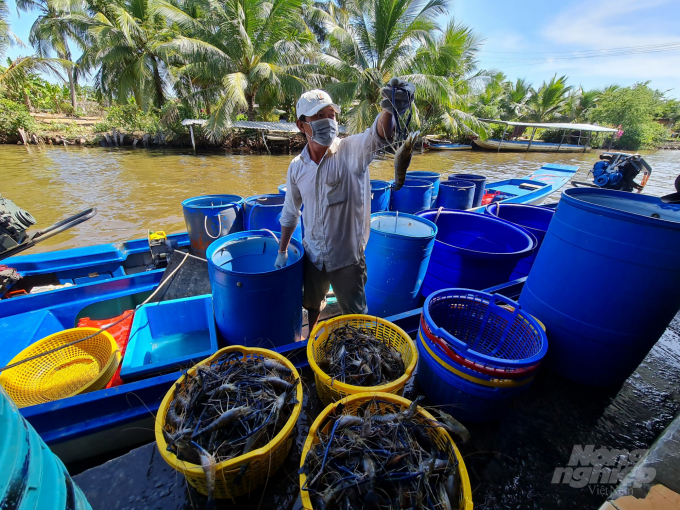 Giá tôm càng xanh dao động từ 120.000 - 150.000/kg nên dân ai cũng phấn khởi. Ảnh: Trọng Linh.