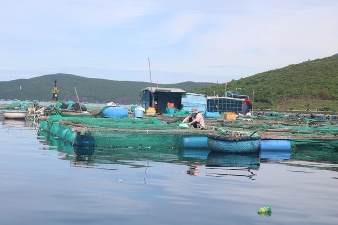 nuoi-tom-hum-4-112827_144.jpg Nam Trung bộ được xem là thủ phủ nuôi tôm hùm. Ảnh: KS.