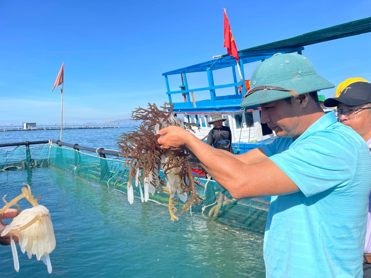 Anh Ngọc thu trứng mực tại lồng nuôi mực nhảy ở biển Ninh Thuận. Ảnh: Thanh Linh.