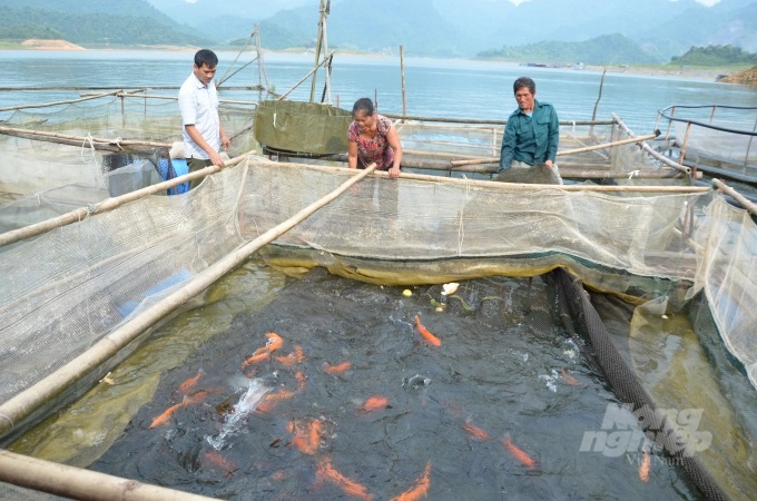 Giá thức ăn thủy sản tăng cao khiến nhiều hộ nuôi cá lồng ở tỉnh Tuyên Quang gặp khó khăn. Ảnh: Đào Thanh.