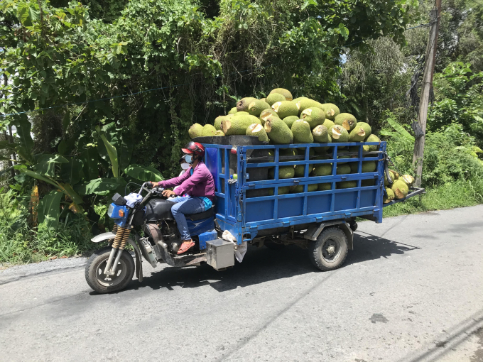 Thương lái thu mua mít tại ĐBSCL. Ảnh: Minh Đảm.