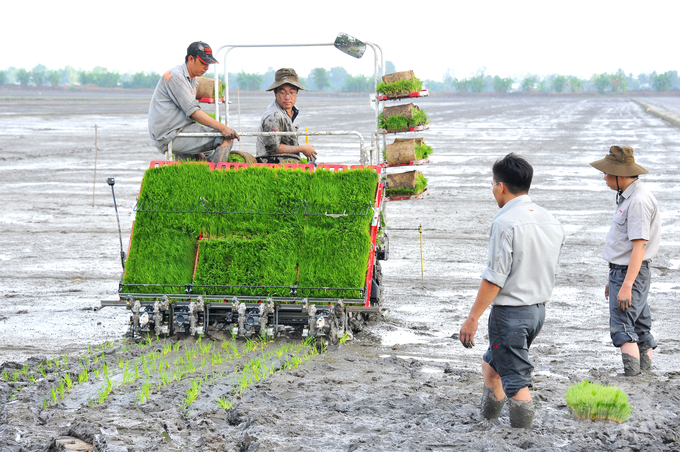 Nông dân ĐBSCL canh tác lúa thu đông trong niềm phấn khởi do giá lúa tăng cao. Ảnh: Lê Hoàng Vũ.