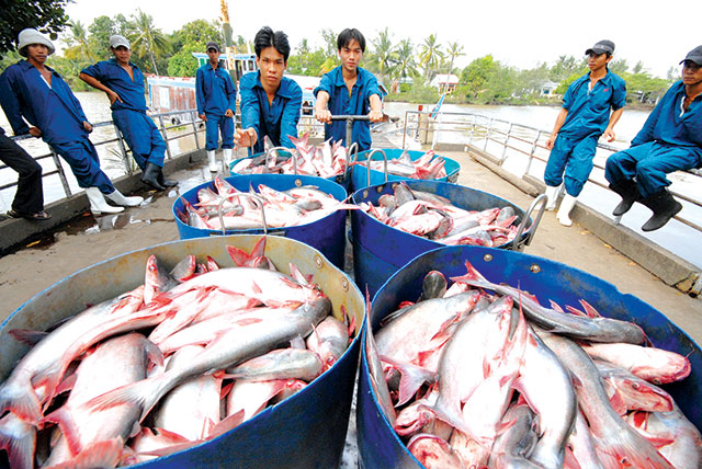 Tiêu thụ cá tra