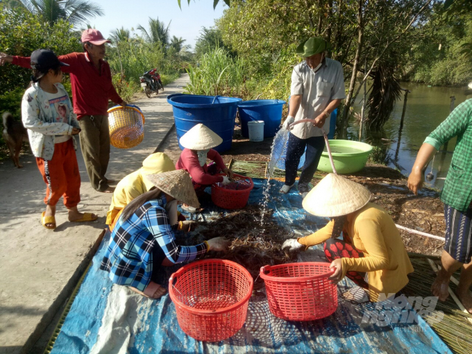 z3093680401150_7610553c8a7747c8c00517c3129370aa-100424_472.jpg Nông dân huyện U Minh (Cà Mau) thu hoạch tôm càng xanh. Ảnh: Trọng Linh.