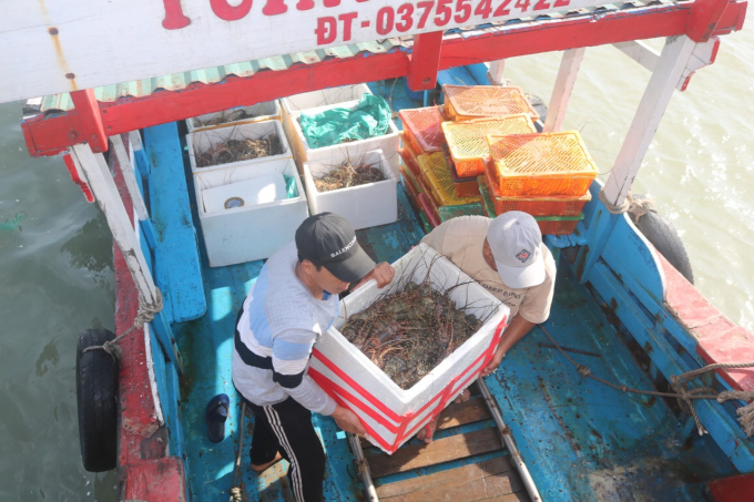 Tôm hùm thất thoát rất nhiều ra biển nên nhiều người đánh lưới trúng đậm, bán với giá từ 300 - 600 ngàn đồng/kg, trong khi giá tôm sống hiện nay 900 ngàn đến 1 triệu đồng/kg. Ảnh: KS.