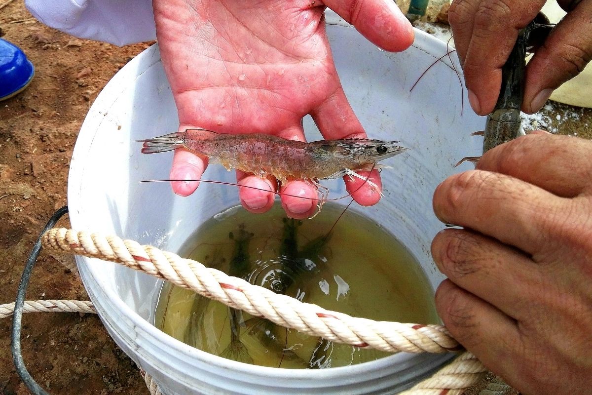 tôm thẻ chân trắng tôm thẻ chân trắng