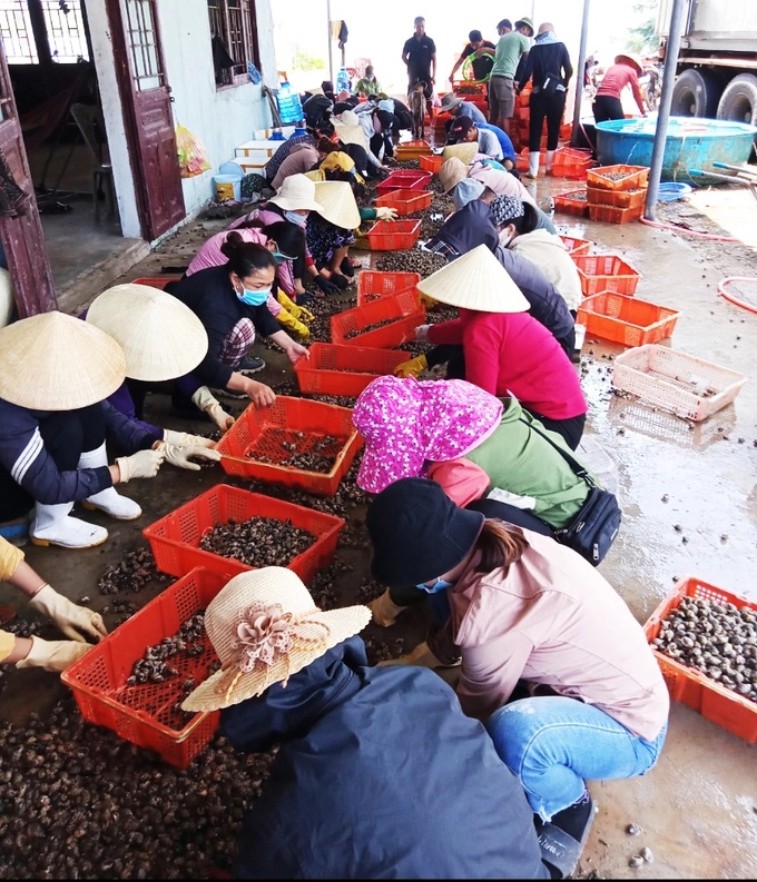 trien-vong-nuoi-oc-huong-bang-luoi-vay-tren-bien-1410_20221107_573.jpg z3849389457934_b08a35a7bb06f861c3dff643eadff0d8