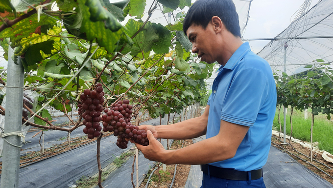 Mô hình trồng nho Hạ Đen đầu tiên tại thị xã Đông Triều của anh Phạm Huy Cường. Ảnh: Nguyễn Thành.