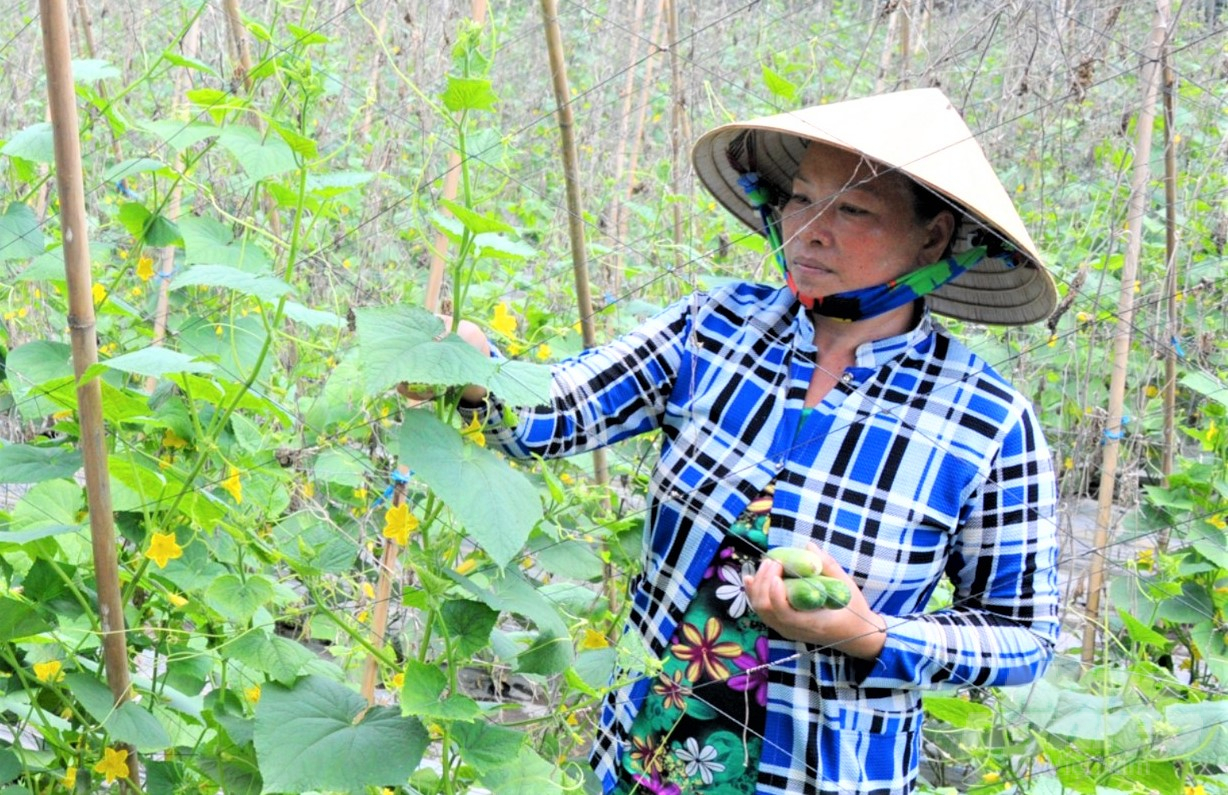 Hậu Giang có kế hoạch hỗ trợ hơn 2,5 tỷ đồng để tăng thêm diện tích sản xuất 2.000ha rau màu trong năm 2023. Ảnh: Trung Chánh.