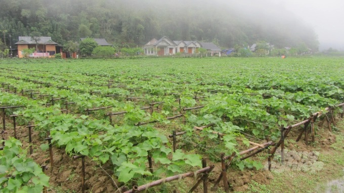 Khu liên kết trồng rau su su VietGAP của nông dân xã Quyết Chiến. Ảnh: H.Tiến.