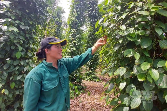 20220519_094656-163124_369.jpg Nhiều nông dân tại Quảng Trị đã chuyển sang trồng hồ tiêu hữu cơ. Ảnh: Võ Dũng.