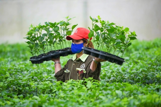 Nafoods Group xác định việc Trung Quốc chấp nhận nhập khẩu chính ngạch quả chanh leo sẽ là cơ hội để định hình lại ngành sản xuất chanh leo Việt Nam. Ảnh: Tùng Đinh.