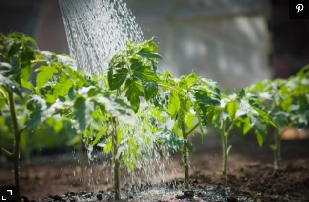 Các chuyên gia làm vườn khuyến cáo không nên tưới nước dội thẳng từ trên cao xuống bề mặt lá cây rau, vừa gây lãng phí nước vừa khiến bộ rễ cây trồng không hấp thụ tốt. Ảnh: Getty Images