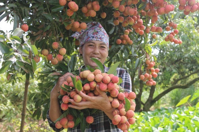 Bà Vũ Thị Hằng phấn khởi với vụ vải thiều đầu tiên ứng dụng công nghệ làm vải chín muộn. Ảnh: Tiến Thành
