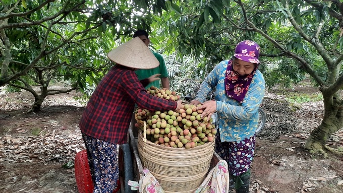 Diện tích trồng vải chín sớm Phương Nam đạt gần 400ha. Ảnh: Nguyễn Thành.