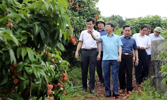 20220608142602-32-1721_20220609_893.jpg Chủ tịch UBND tỉnh Bắc Giang, ông Lê Ánh Dương thăm vùng vải chín sớm tại xã Phúc Hòa, huyện Tân Yên. Ảnh: TL.