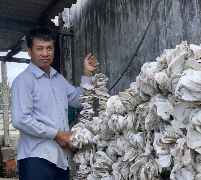 Vỏ hàu thương phẩm đã qua xử lý dùng để làm vật bám cho ấu trùng hàu. Ảnh: Hoàng Trọng.