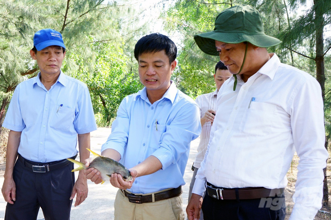 Sau gần 5 tháng thả nuôi, cá chim vây vàng trong ao lót bạt trên cát đạt trọng lượng từ 0,45 – 0,5kg/con, tỉ lệ sống trên 90%. Ảnh: Võ Dũng.